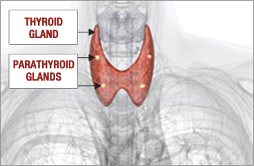Healthy Parathyroid Glands